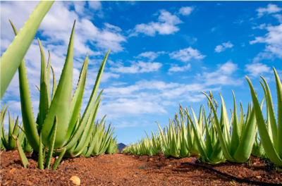aloe_mexique aloe_mexique